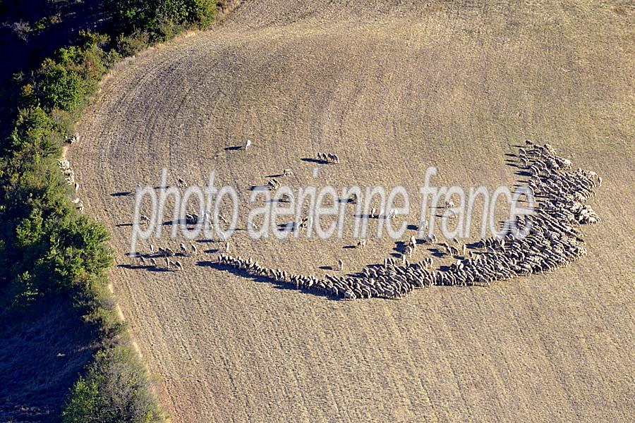 12elevage-mouton-larzac-6-0817