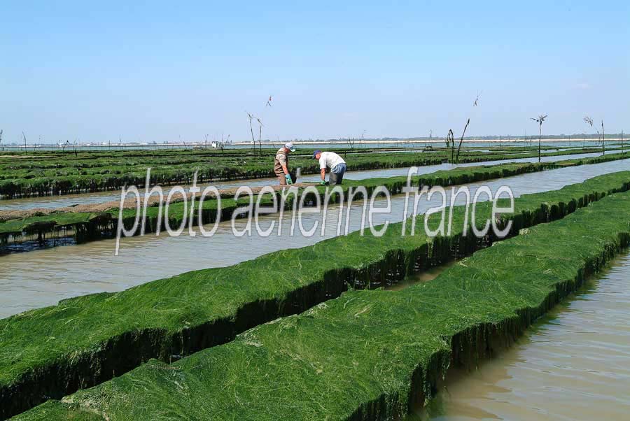 17ostreiculture-sol-12-0803