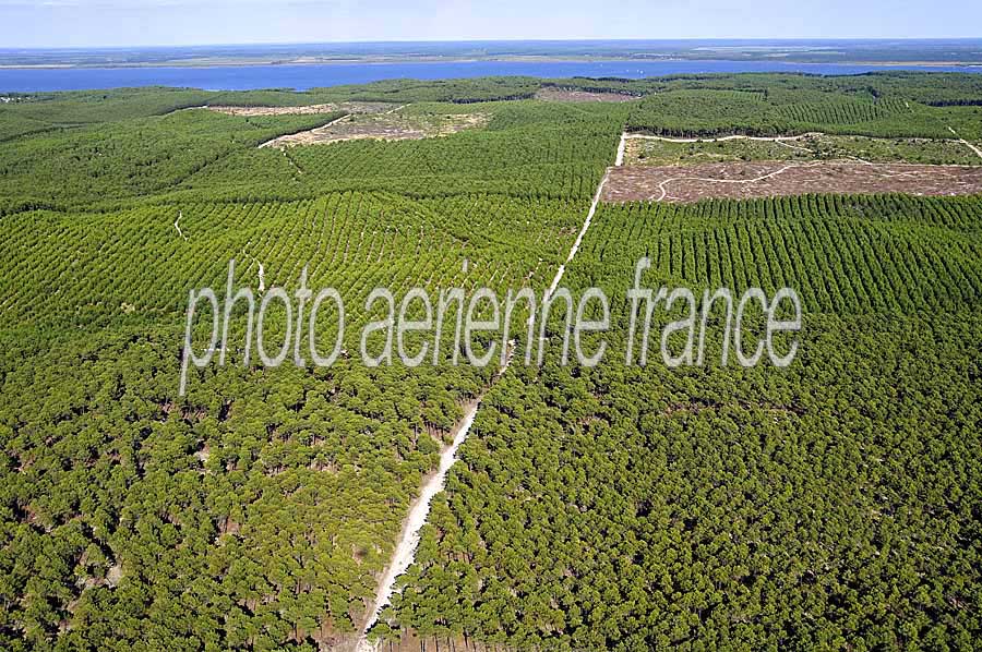 40foret-des-landes-12-0708