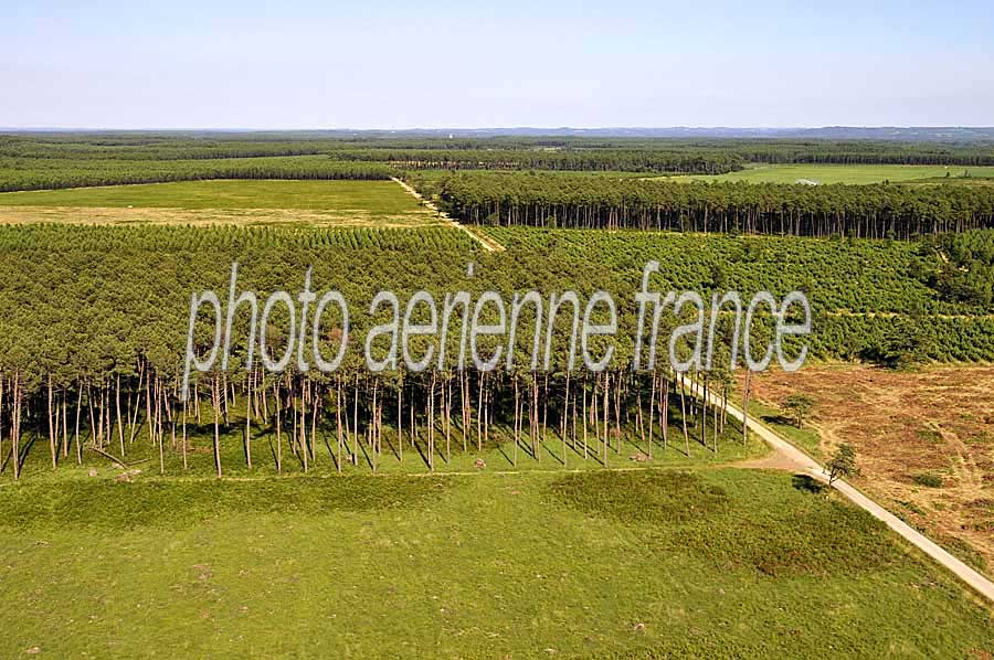 40foret-des-landes-25-0708