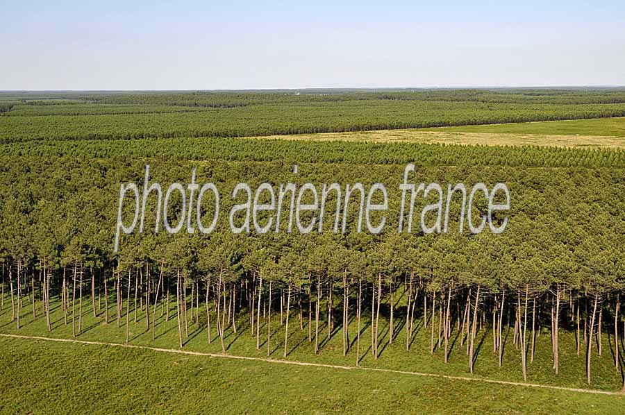 40foret-des-landes-27-0708