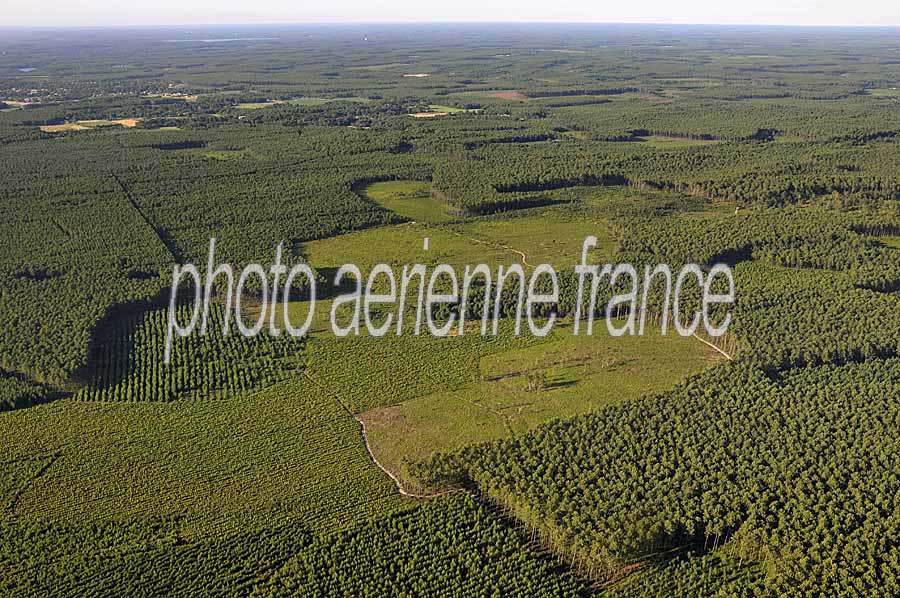 40foret-des-landes-30-0708