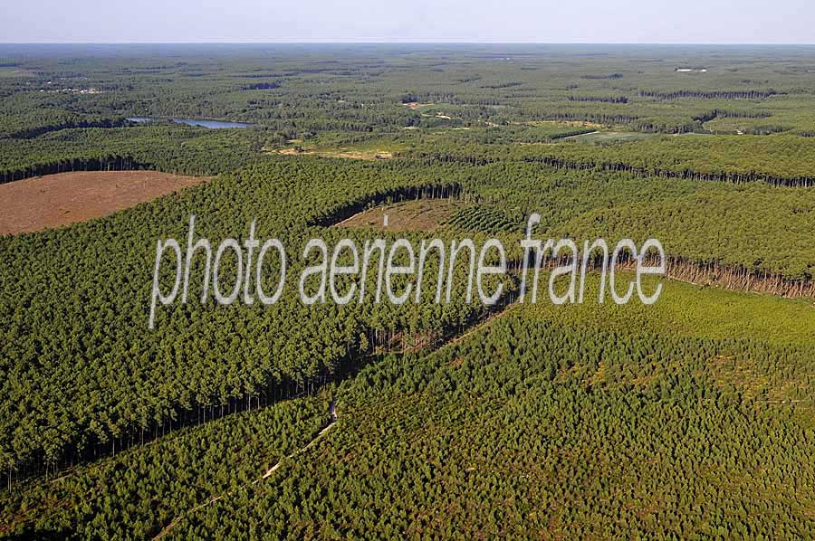 40foret-des-landes-33-0708