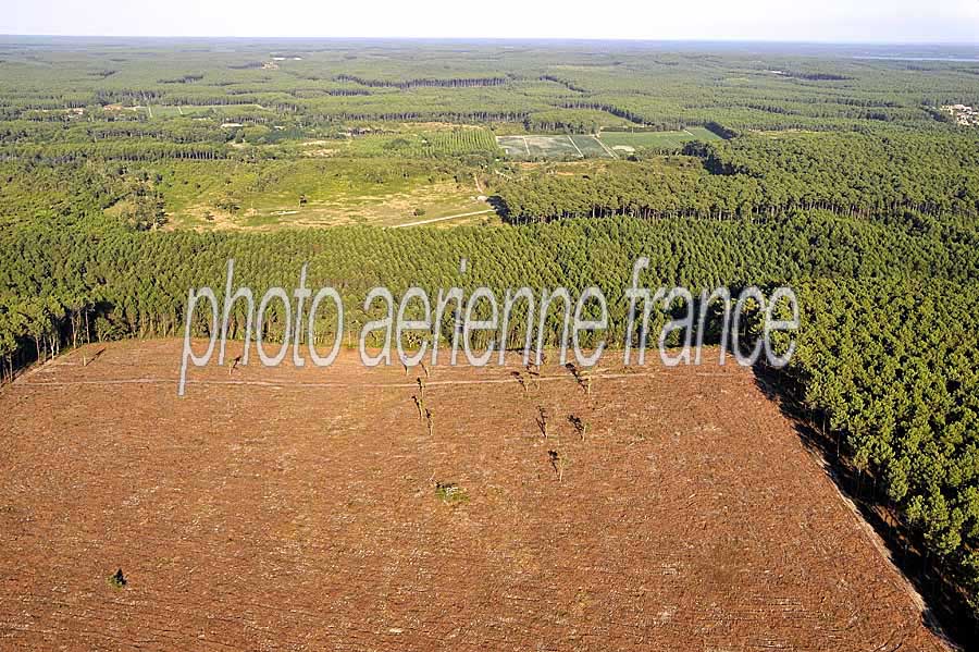 40foret-des-landes-34-0708