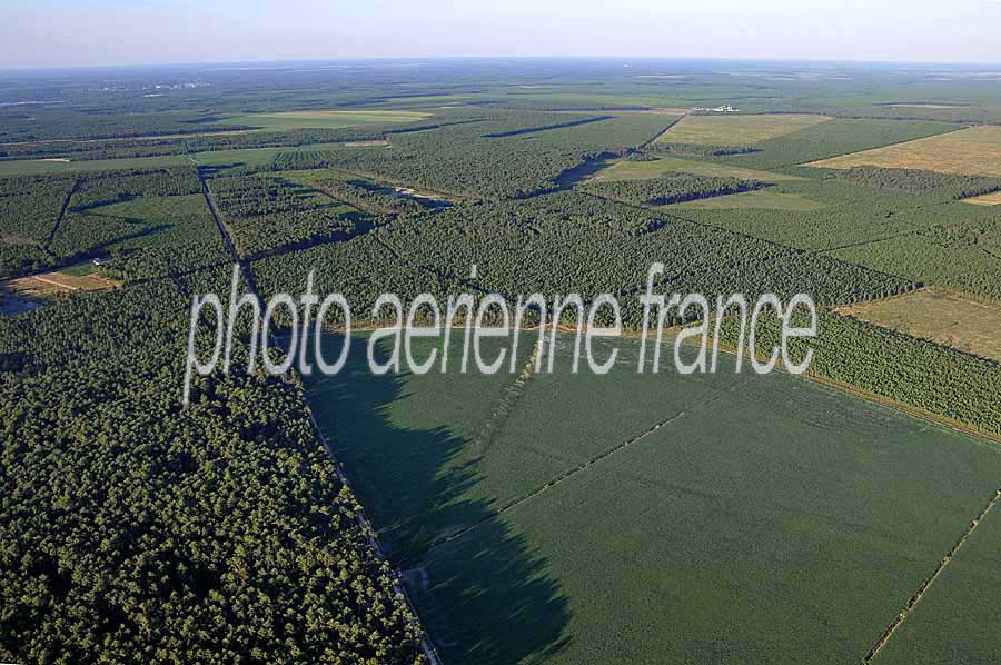 40foret-des-landes-57-0708