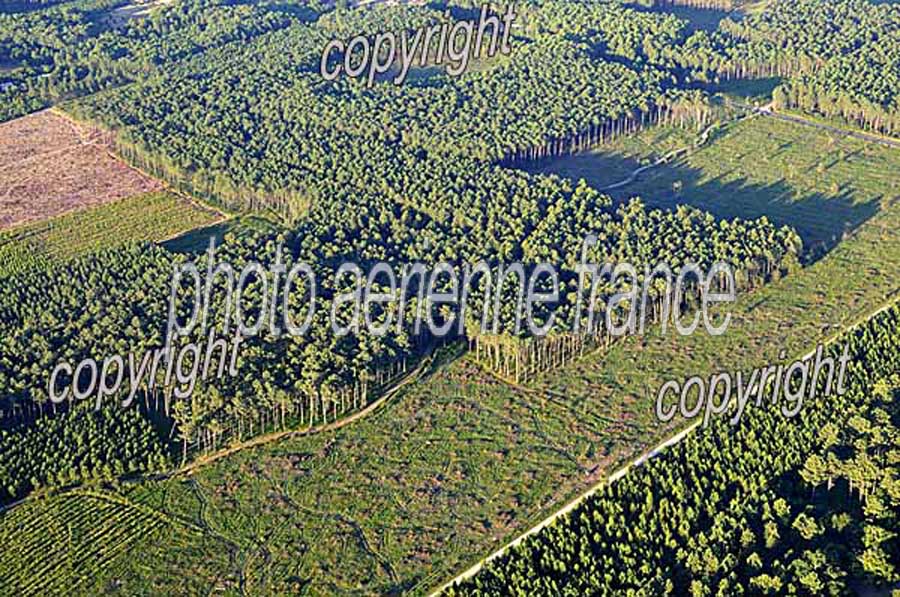 40foret-des-landes-58-0708