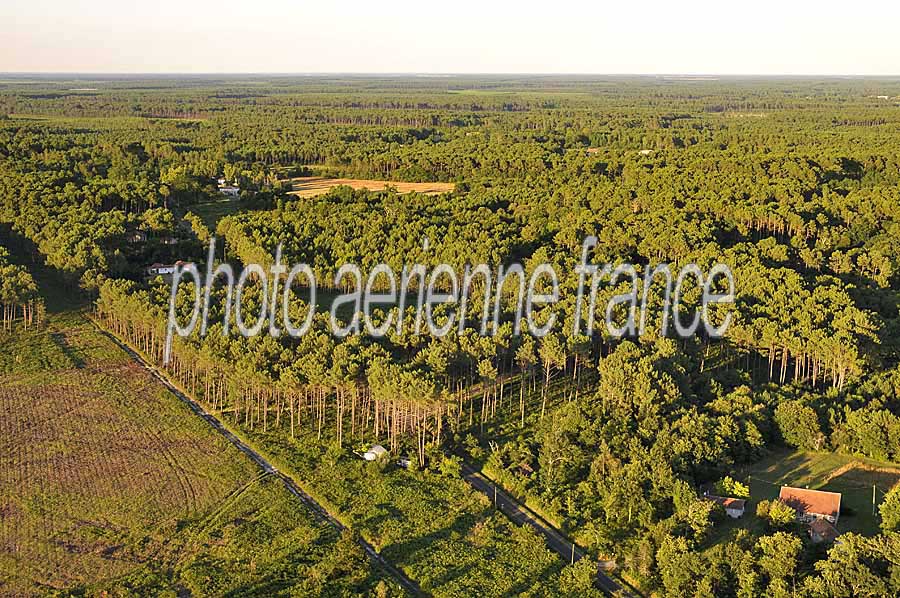 40foret-des-landes-61-0708