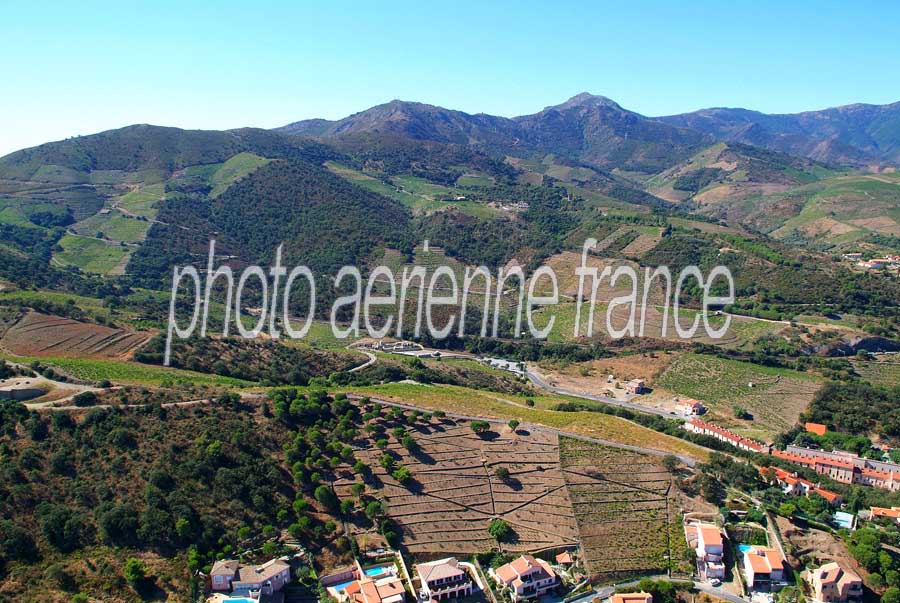 66vigne-banyuls-2-0806