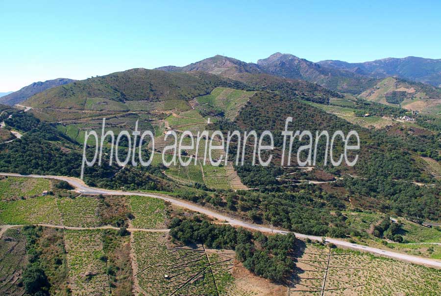 66vigne-banyuls-4-0806