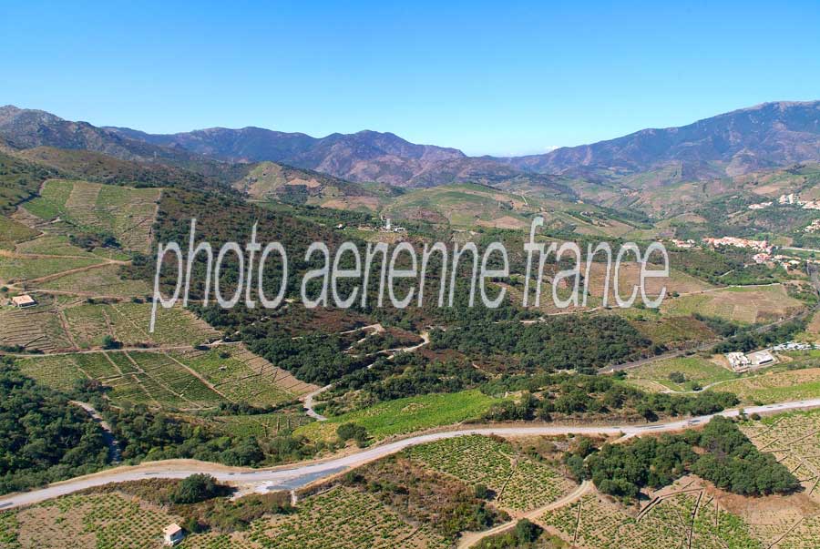 66vigne-banyuls-5-0806